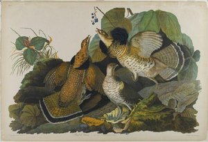 Pollo Selvatico Macchiato 1 — John James Audubon