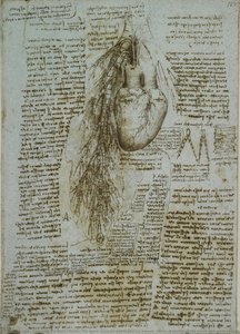Recto: The Heart, Bronchi And Bronchial Vessels. Verso: A Sketch Of The Heart And Great Vessels — Leonardo Da Vinci