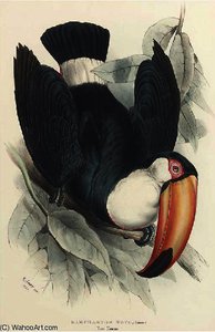 Toco Toucan (ramphastos Toco) — Edward Lear