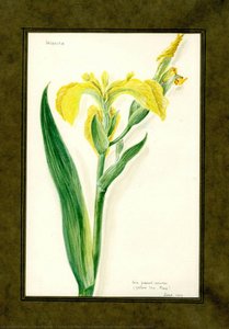 Yellow Iris-flag Of The Family Iridaceae (iris Pseud-acorus) — Clara Peters