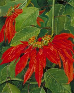 Flor De Pascua Oder Osterblume, Bei Morro Velho, Brasilien — Marianne North