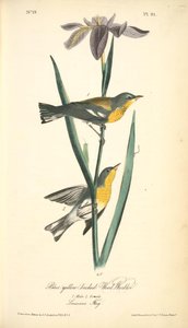 Blue Yellow-backed Wood-warbler. 1. Male. 2. Female. (louisiana Flag.) — John James Audubon