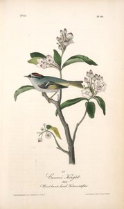Cuvier's Kinglet. Male. (broad-leaved Laurel. Kalmia Latifolia.) — John James Audubon