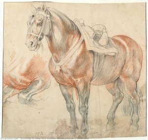 Saddled Horse, C. 1615-1618 — Workshop Of Peter Paul Rubens