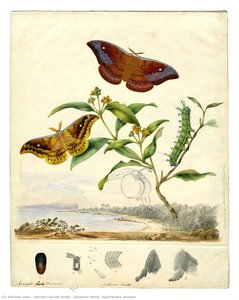 Emperor Moth, Syntherata Janetta — Harriet Calcott Scott