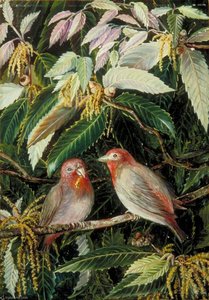 Himalajski Dąb I Ptaki, Nainee Tal, Indie — Marianne North