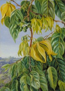 Flowers And Fruit Of The Cananga, Singapore — Marianne North