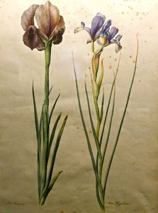 Irises — Jakop Ligozzi