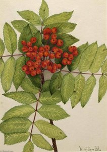 Western Mountain Ash (sorbus Sambucifolia) — Mary Vaux Walcott