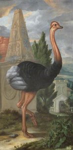 An Ostrich — Francis Barlow