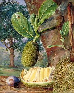 Jakfrukt, Singapore — Marianne North