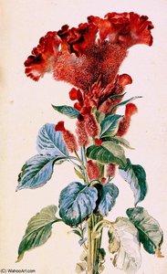 Red Cockscomb Sun — Aert Schouman