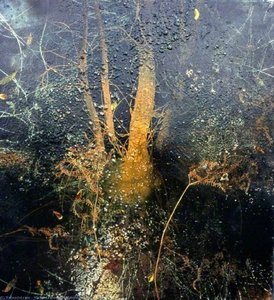 Highlight Through Trees — Michael Porter
