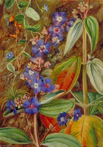 Untitled — Marianne Northová