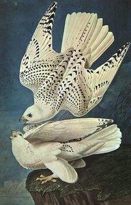 White Gerfalcons — John James Audubon