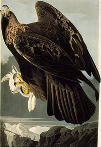 Golden Eagle — John James Audubon