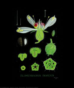 Illustration: Blumenbachia Insignis — Maud H. Purdy