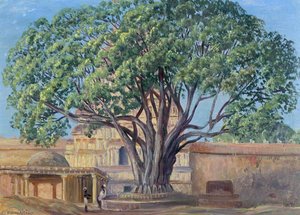 Peepul-baum, Srirangam, Tamil Nadu, Indien — Marianne North
