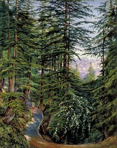 Deodarenhain Bei Simla Mit Wildrose Im Vordergrund — Marianne North