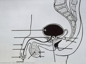 Diagramă Genital Masculină — Andy Warhol
