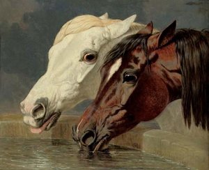 A Grey And A Dark Bay, Drinking At A Trough — John Frederick Herring Senior