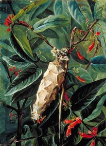 Die Hausbauer-raupe Auf Einem Blühenden Strauch, Brasilien — Marianne North
