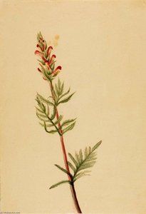 Pedicularis Bracteosa — Mary Vaux Walcott