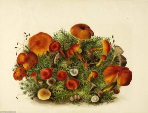 (untitled Study Of Mushrooms) — Mary Vaux Walcott