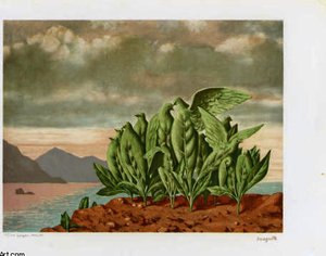 Nid D'oiseau — René Magritte