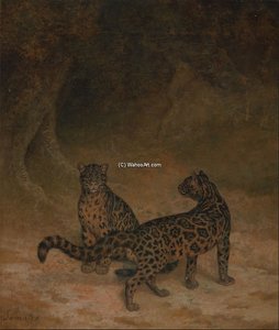 Clouded Leopards