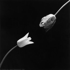 Tulip