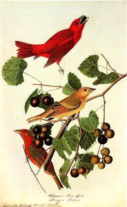 Summer Tanager Bayou Sara Louisiana August 27 — John James Audubon