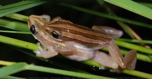 Afrixalus Vittiger, July 2014, Hyperoliustümpel, Comoé National Park, Ivory Coast — Pd Dr. Mark-oliver Rödel
