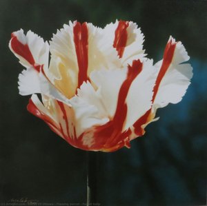 Flaming Parrot - Parrot Tulip — Karsh Di Ottawa