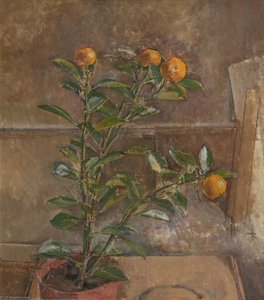Orange Tree — William Menzies Coldstream