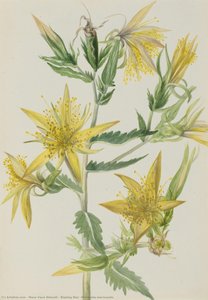 Blazing Star (mentzelia Laevicaulis) — Mary Vaux Walcott