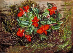 Eine Brasilianische Epiphytische Orchidee — Marianne North