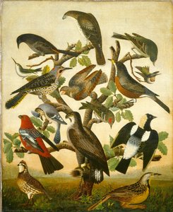 Aves — Winslow Homer