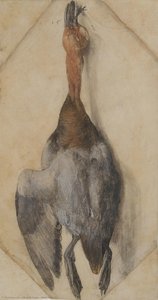 Rață Moartă — Albrecht Dürer