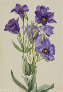 Eustoma Russelianum — Мери Вокс Волкотт