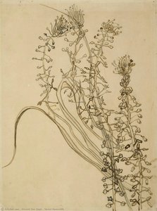 Tassel Hyancinth — Vincent Willem Van Gogh