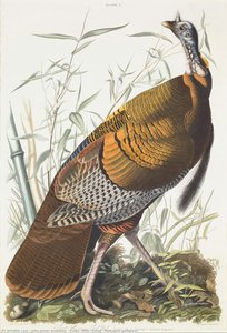Vulgo (wild Turkey) Meleagris Gallapavo — John James Audubon