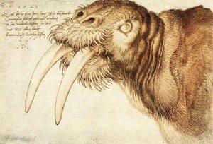 Narval — Albrecht Dürer