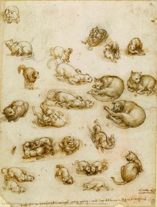 Study sheet with cats, dragon and other animals
