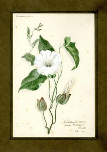 Larger Bindweed Of The Family Convolvulaceae (convolvulus Sepium) — Clara Peters