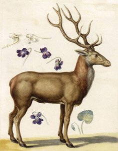 Studi Della Natura — Giuseppe Arcimboldo