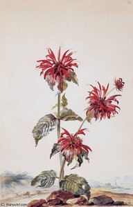 Flowers Sun — Aert Schouman