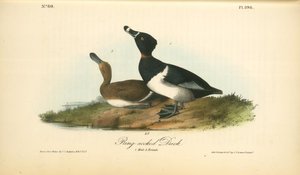 Anello Di Collo Del Germano Reale. 1. Maschio. 2. Femmina — John James Audubon