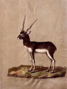 Mammiferi — Giuseppe Arcimboldo