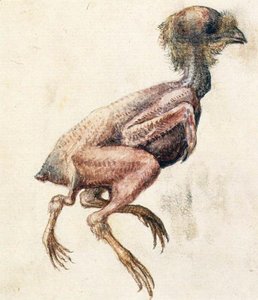 Estudio De Un Polluelo Desplumado De Tres Patas — Giuseppe Arcimboldo